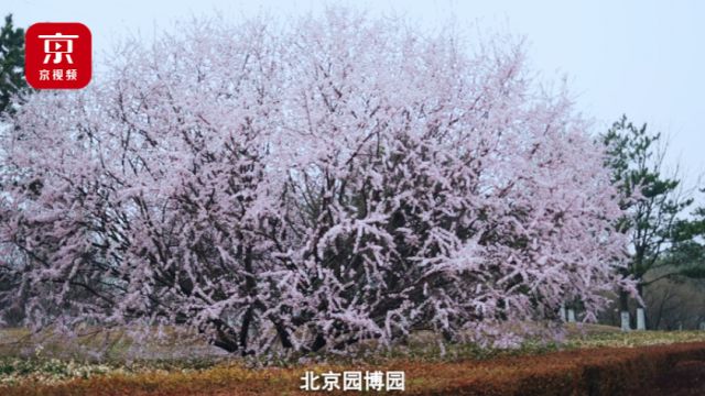 走进春雨里的园博园!春雨润万物,桃花吐芬芳