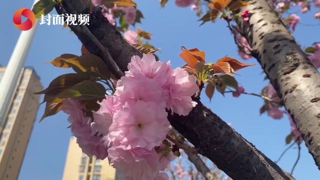 四川内江这条“樱花大道”迎来最美时刻|走花路