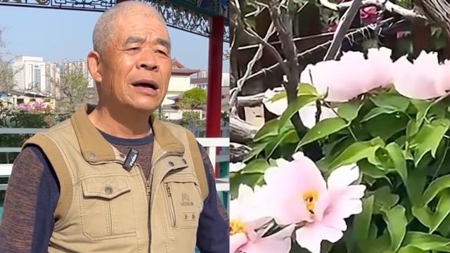 山东菏泽400岁牡丹王开花了!有人想出600万求购遭拒绝