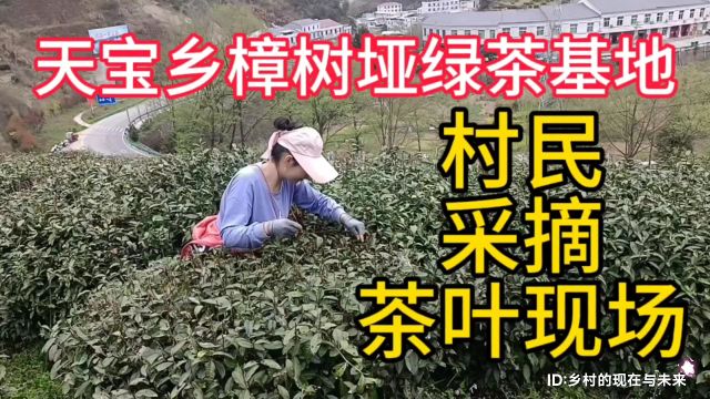 实拍湖北省十堰市竹溪县天宝乡樟树垭绿茶基地,村民们采摘茶叶现场