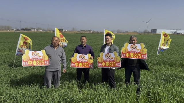 中麦875高产我做主,杆子矮、穗子大