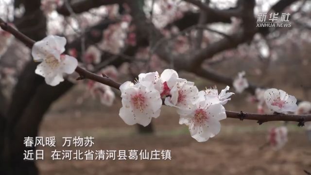 千城胜景|河北清河:花开春意浓