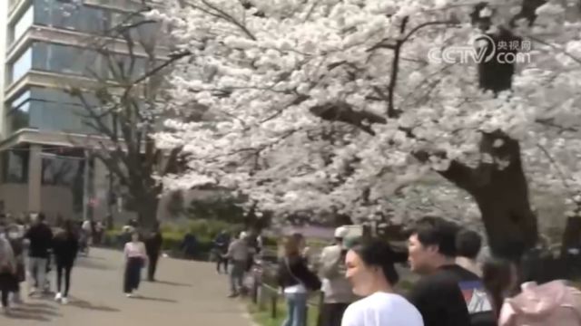 日本东京迎十年来最晚樱花季,带动樱花相关经济不断升温