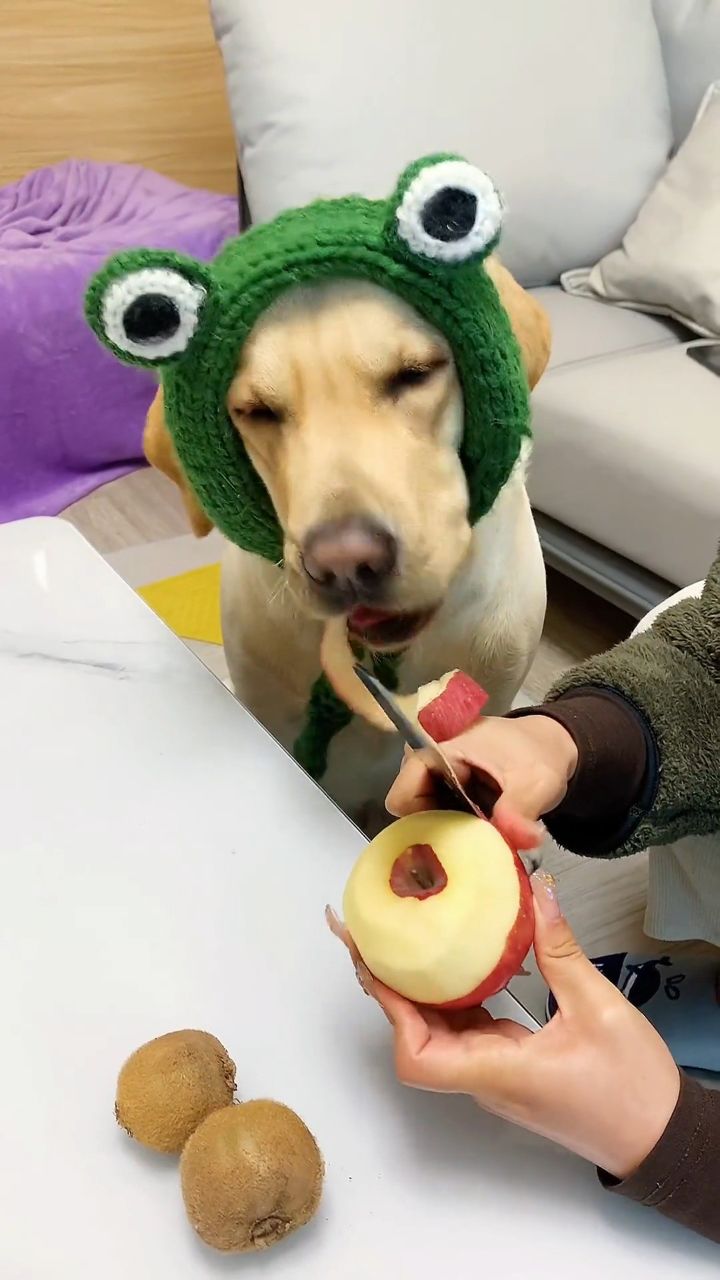 狗子:你削苹果的作能不能快点