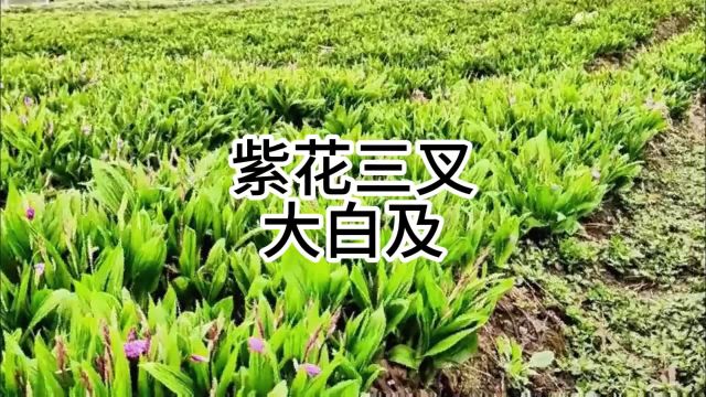 2022年4月初种下地的白芨,大家觉得今年会有多少产量呢?