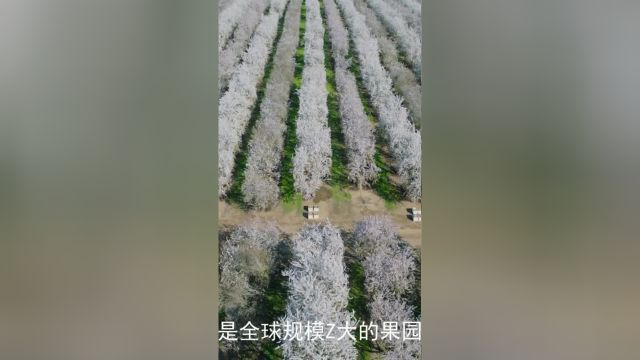 这里有4亿棵扁桃树,放养400亿只蜜蜂,专门为5万亿朵花授粉科普