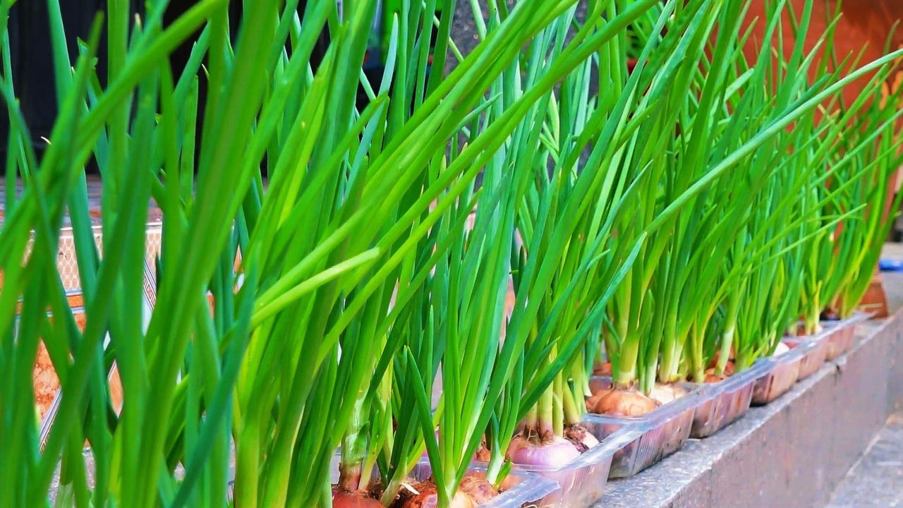 小成本大收获!一次性饭盒种植洋葱苗秘籍!