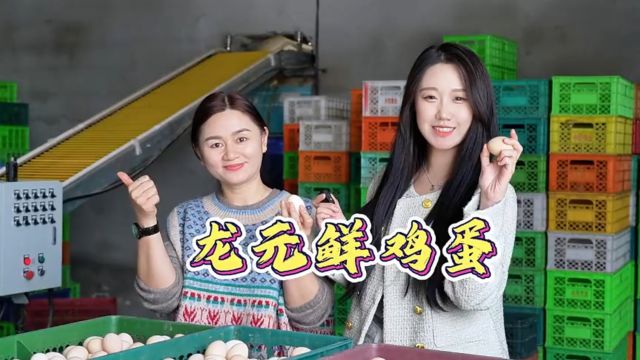 东营市东营区:5万只的蛋鸡场,你见过吗?