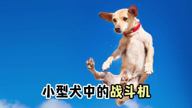 这4种狗,是小型犬中的“战斗机”,打架贼厉害!