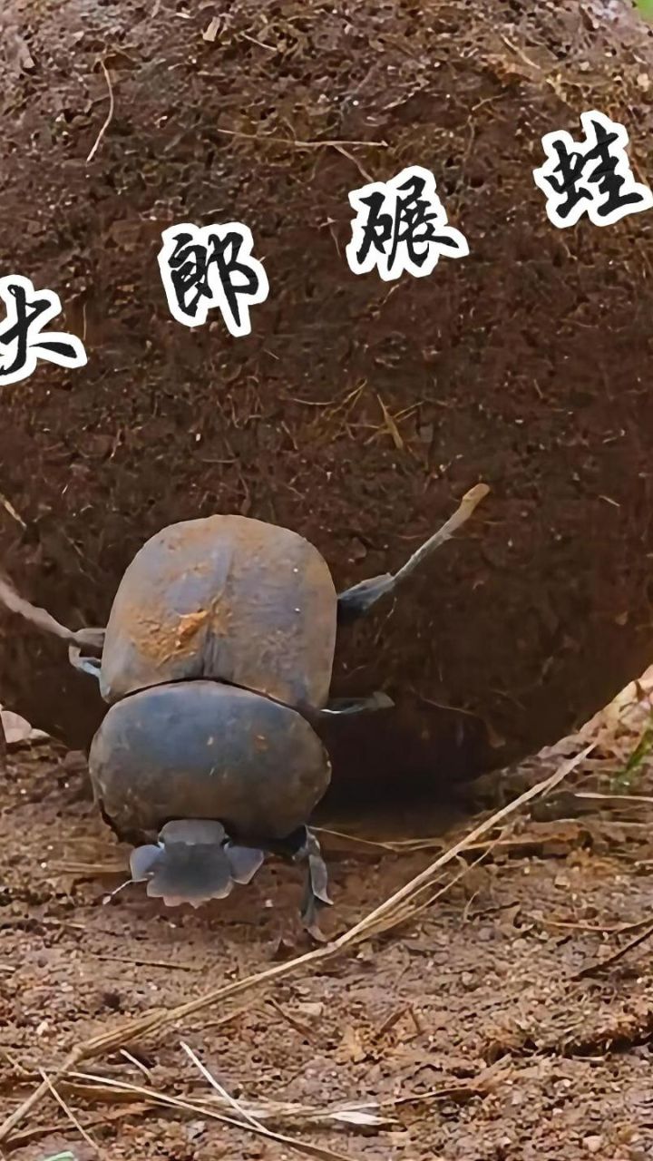 屎壳郎推粪球自给自足,小青蛙未长大沦为同类口粮