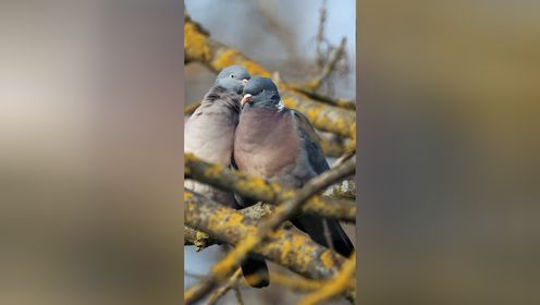 今天，捕捉到了一个超有爱的瞬间——两只斑尾林鸽在树枝上亲昵地啄吻！