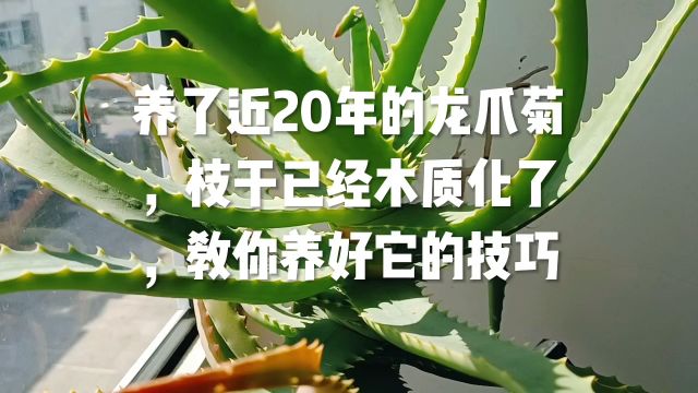 养了近20年的龙爪菊,枝干已经木质化了,教你养好它的技巧