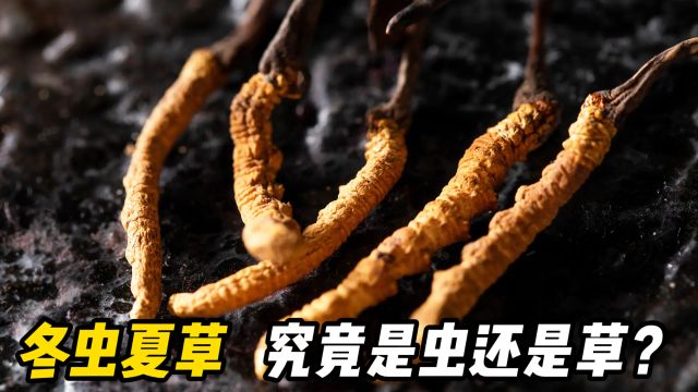 “冬虫夏草”究竟是虫还是草?它是怎么形成的?看完明白