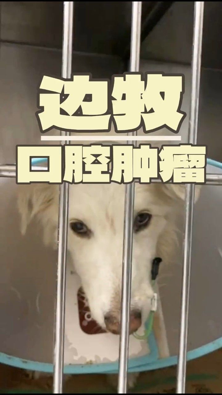 这只包头转诊来的狗狗,舌根处长了一个4公分左右的肿瘤,在当地用了