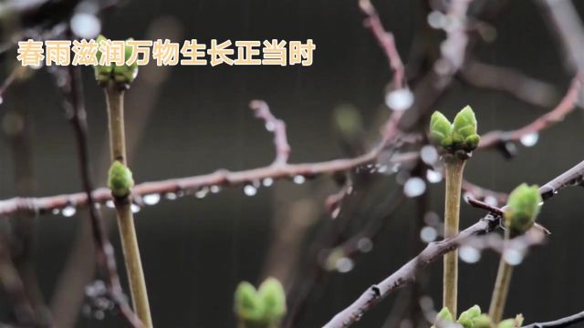 春雨滋润万物生长正当时