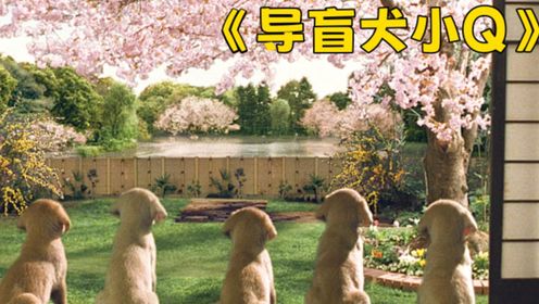 导盲犬不是倒霉犬《导盲犬小Q》