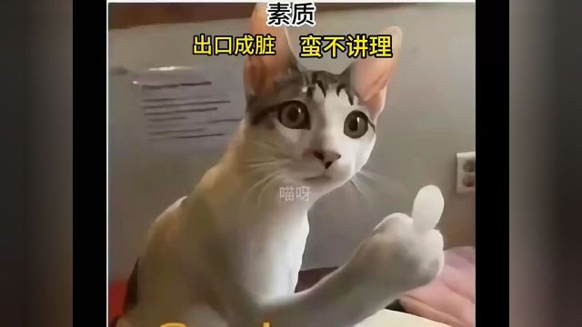 #猫咪表情包#真实还原#谁能拒绝傻憨憨的小猫咪#人间真实