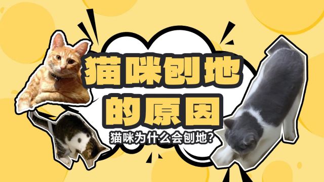 猫咪为什么会刨地?