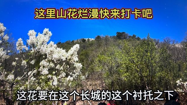 这里山花烂漫快来打卡吧!北京黄花城水长城山花儿全开了美不胜收