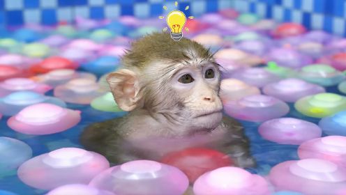 小猴子喜欢玩海洋球池