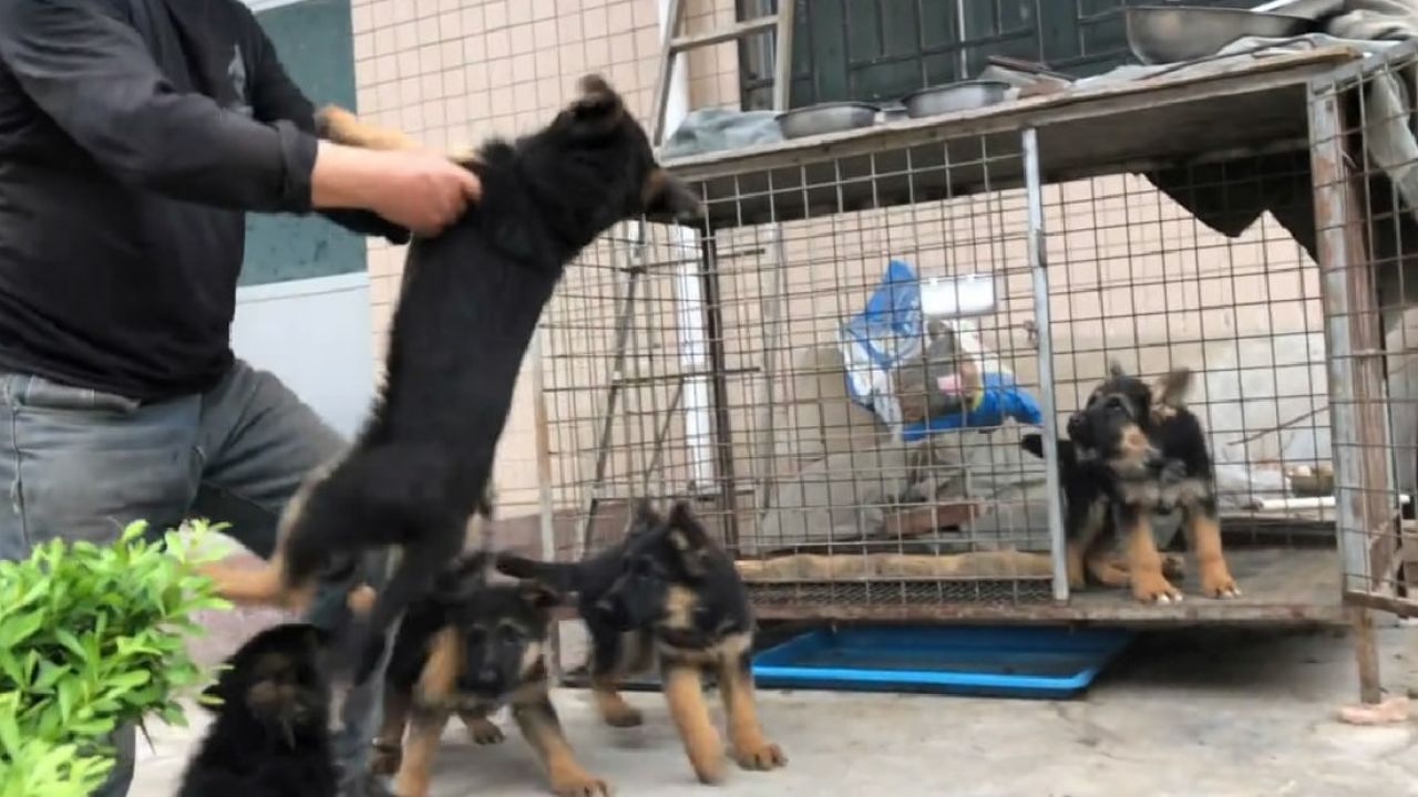 欣赏下3个月的德牧幼犬,4公3母福尔博后代,长相漂亮智商高