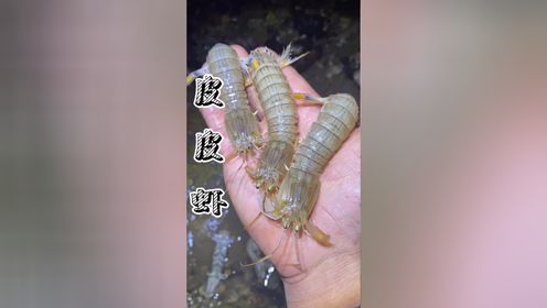 带着大张在海边无意间发现了几只皮皮虾,直接上辣根儿