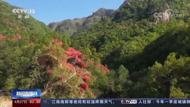 【五一自驾洛阳2日游】芳菲四月天,汝阳看杜鹃,人少景美小众线路!2023.5.1号/2号/3号/4号每天一期