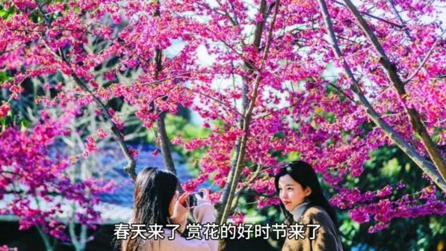 莫愁湖景区,海棠灿若云锦,妩媚艳丽,是赏春踏青的好去处