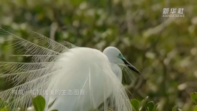 广西防城港:红树林上白鹭飞