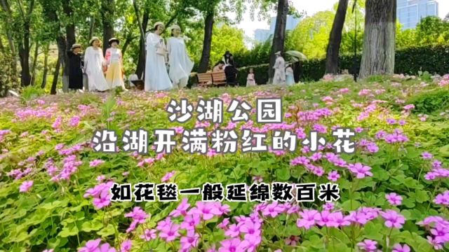 武汉沙湖公园沿湖开满粉红的小花 如花毯一般 人们赏花拍照 真美!