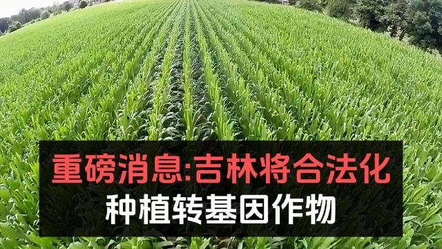 重磅消息:吉林将合法化种植转基因作物