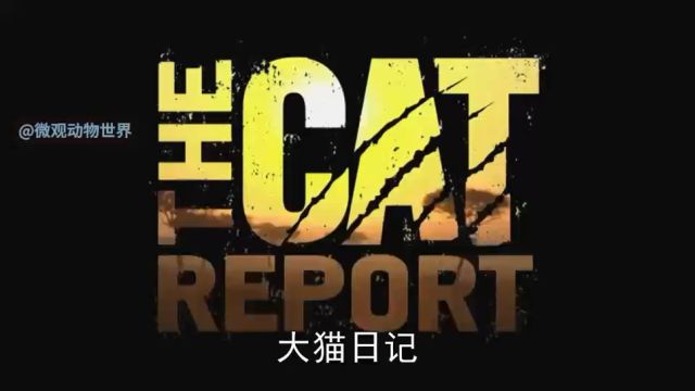 非洲猫科动物【大猫日记03】