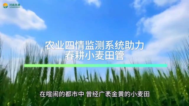 农业四情监测系统助力春耕小麦田管!