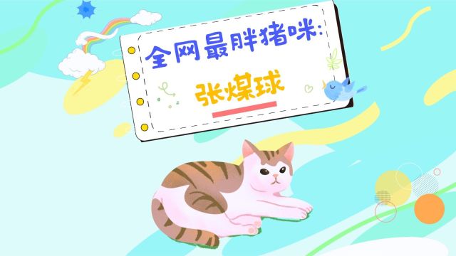 全网最胖猪咪:张煤球,真的就是名如其形