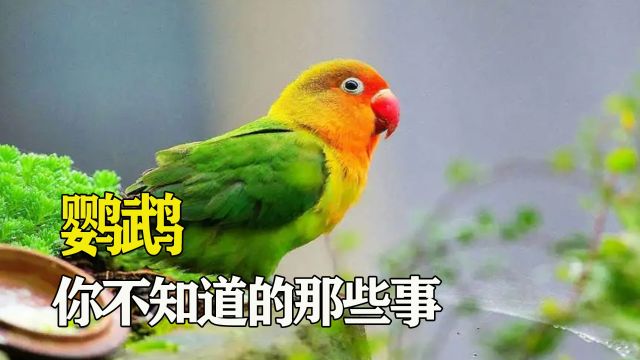 鹦鹉你不知道的那些事,你以为它真的会说话吗?其实它只是一个模仿者