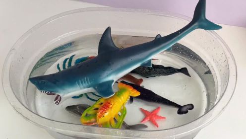 通过玩具认识大白鲨🦈独角鲸螃蟹