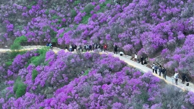 大连大黑山杜鹃花海,再不来又要等一年!#大连