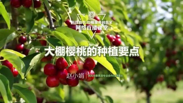 科技助农云课堂 | 很全面的大棚樱桃种植指导,建议收藏!