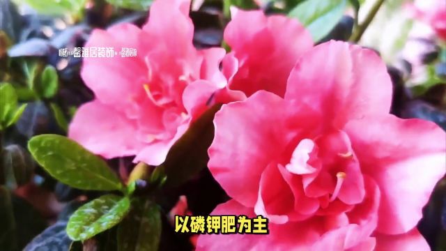 不可不知!杜鹃花养护的9大秘诀