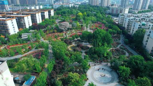 郑州月季公园里的花盛开了娇艳欲滴仿佛是少女的脸庞让人心生怜爱