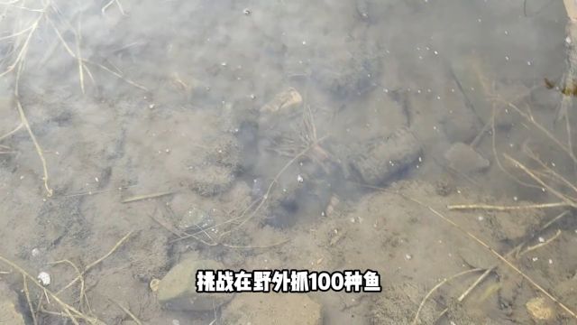 挑战野外抓100种鱼4,摸到两只巴掌大的河蚌,这鱼叫沙鳢? 