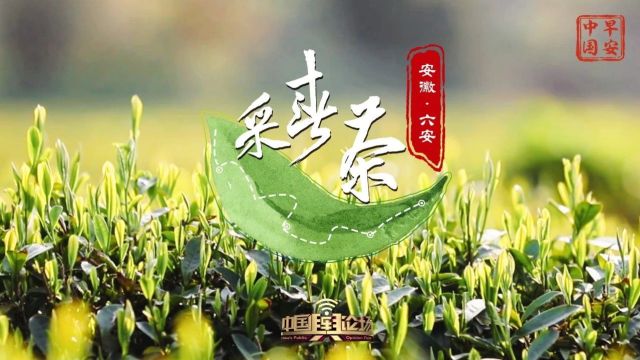 清风自六安 摘叶做新茶