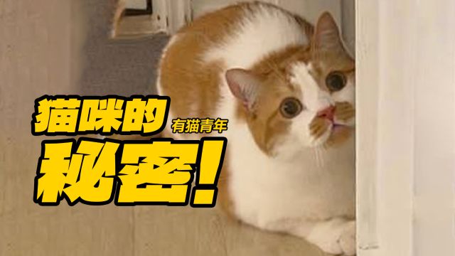 猫咪的秘密!