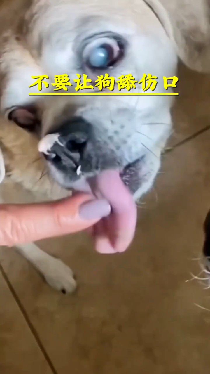 不要让狗舔伤口