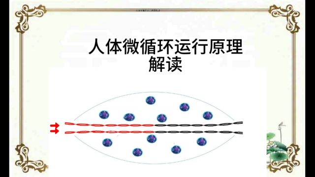 微循环运行原理解读