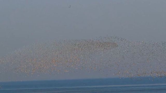 壮观鸟浪!数十万候鸟齐聚鸭绿江口 实拍空中密布的盘旋鸟群