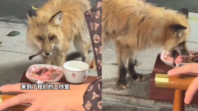 狐狸下山觅食遇公司聚餐,再三试探后凑其面前讨食,见者好运连连