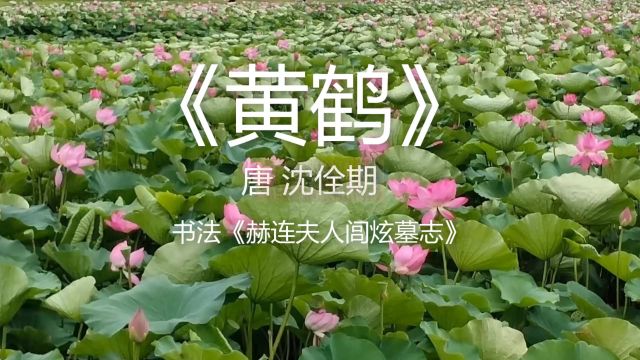 唐诗朗诵《黄鹤》唐 沈佺期 书法《赫连夫人闾炫墓志》