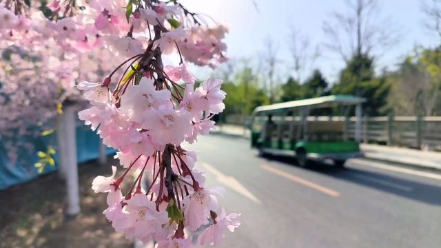 大连樱花稀有品种,垂樱都开了,免费,白云雁水健身公园