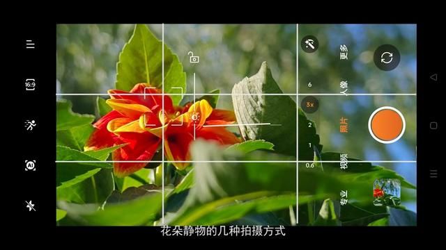 手机拍照构图与思路第十集 今天分享几个花卉拍摄的构图 #拍照
